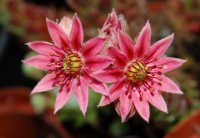 Sempervivum Dachwurz Hauswurz